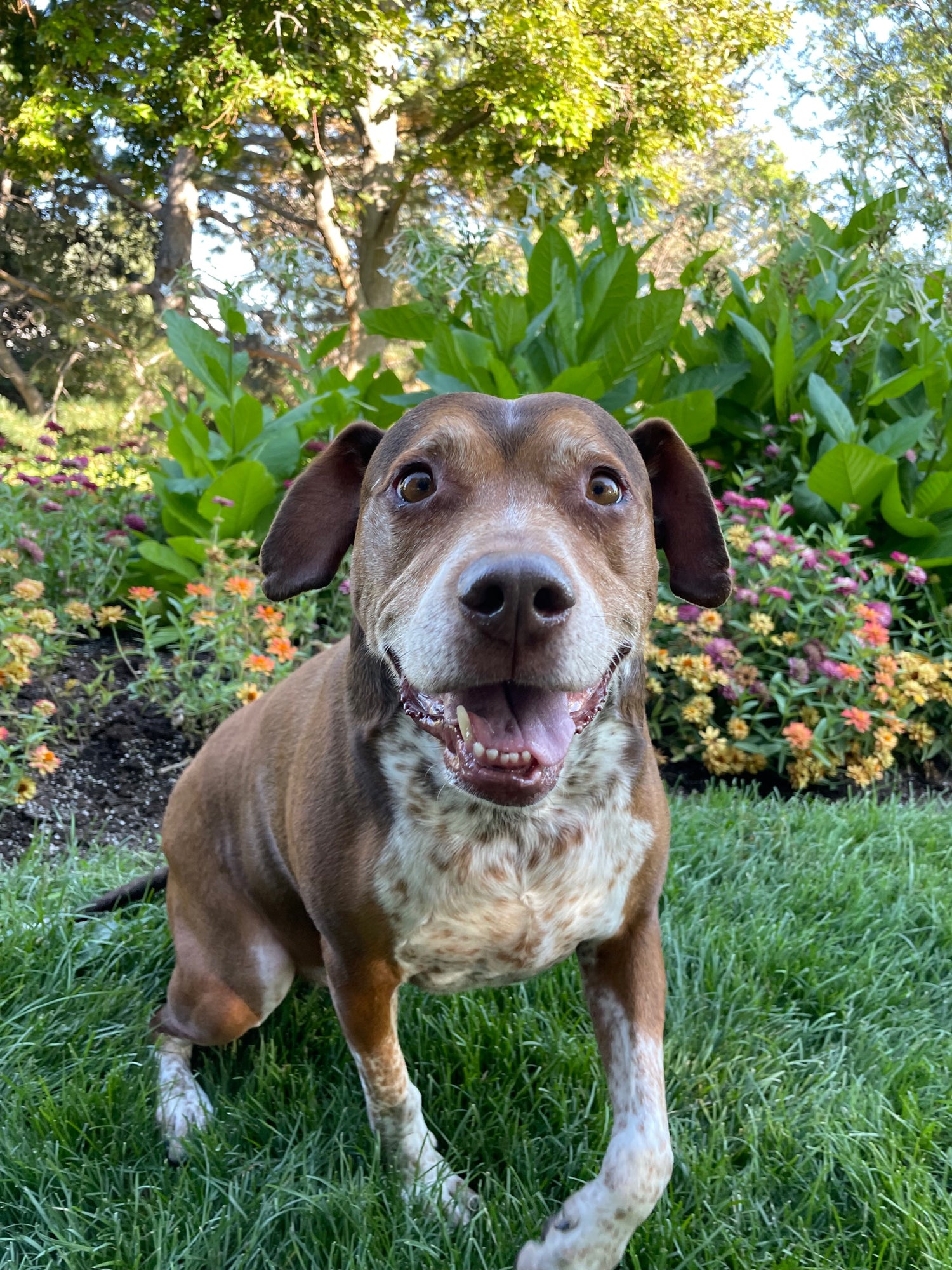 Dog standing on grass with flowers and trees in the background
